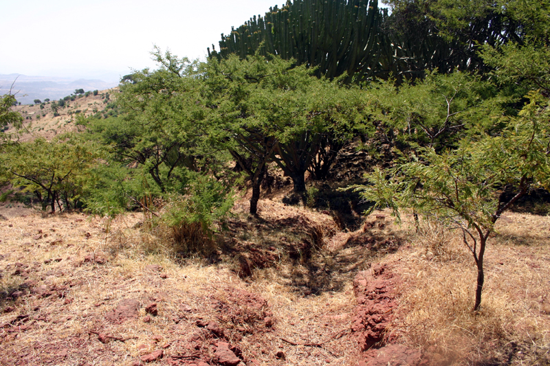 recent drainage ditch